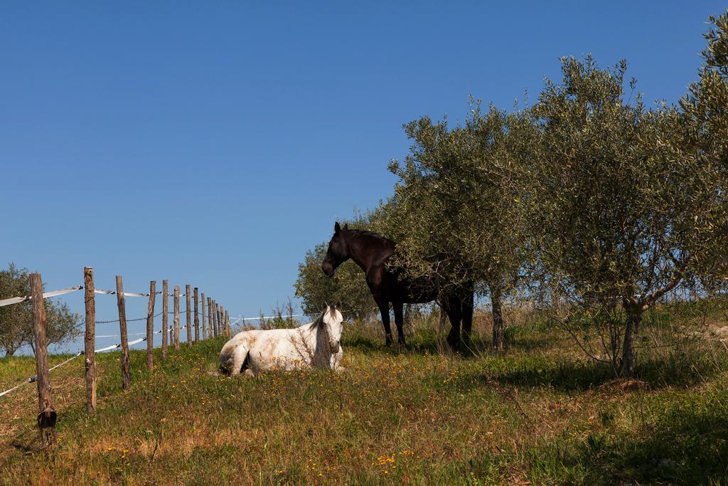 Agriturismo La Collina Pienza Ngoại thất bức ảnh